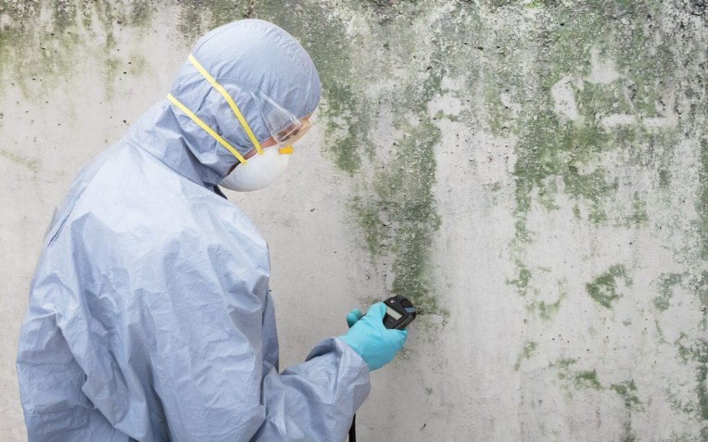 Mold Removel
